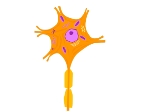 EEG Ultimate Guide—Neuron