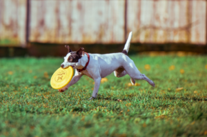 Dog running